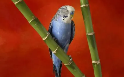 Cum de a rasa budgies la domiciliu (cum să rasa papagali) Cum de a rasa budgies la domiciliu