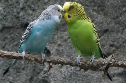 Ca planta budgerigars la domiciliu (papagali diluție) Cum de a rasa budgies la domiciliu
