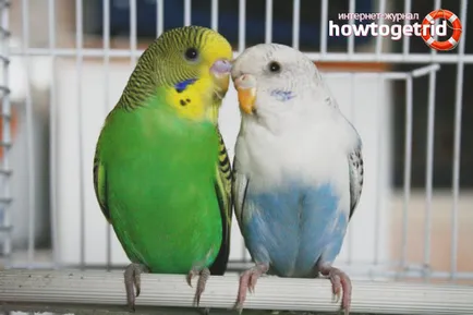Cum de a rasa budgies in casa 1