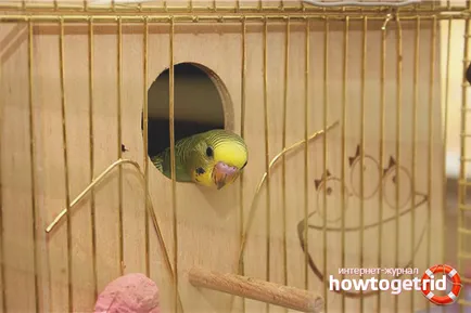 Cum de a rasa budgies in casa 1
