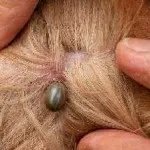 Boli ale urechilor în simptome pisici și tratament de fotografii, semne de boală a urechii la pisici si pisoi, kotizm (tratament) Boli ale urechilor în simptome pisici și tratament de fotografii, semne de boli ale urechii la pisici si pisoi, kotizm