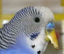 Boli ale ciocului la papagali - sunt tratate la timp! (Beak) Boli ale ciocului la papagali - sunt tratate la timp!