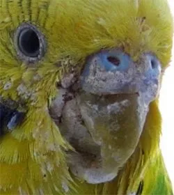 Boli ale ciocului la papagali - sunt tratate la timp! (Dimensiunea normală Beak) Boli ale ciocului la papagali - sunt tratate la timp!