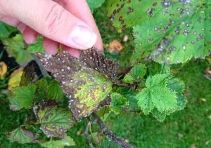 Boli de coacăze negre și roșii și tratament - video, fotografii (negru) Boli de coacăze negre și roșii și tratament - video, foto