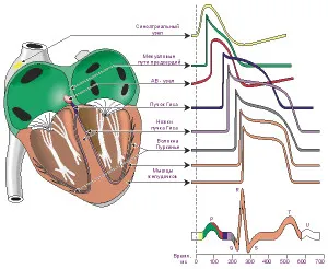Blocada pe ECG