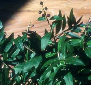 plantare și îngrijire Ligustrum vulgare