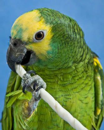 Boli cioc perus