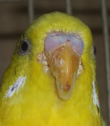 Gura focar boala in prevenirea budgies, tratamentul