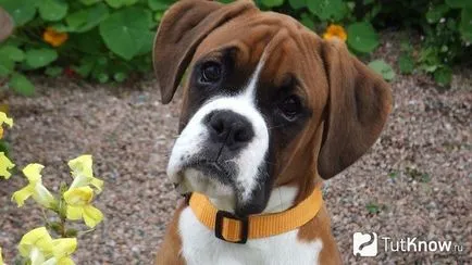 Descriere Boxer rasa de câine, pret catelus