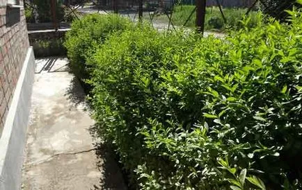 plantare Privet și de îngrijire, specii și soiuri, fotografie (de îngrijire) plantare Privet și de îngrijire, specii și varietăți, fotografii