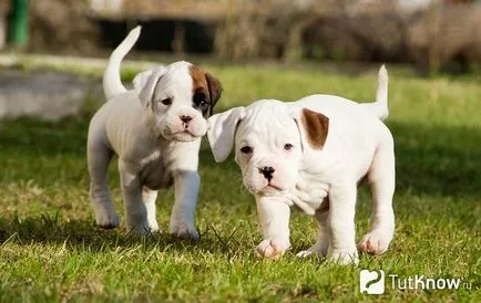 Descriere Boxer rasa de câine, pret catelus