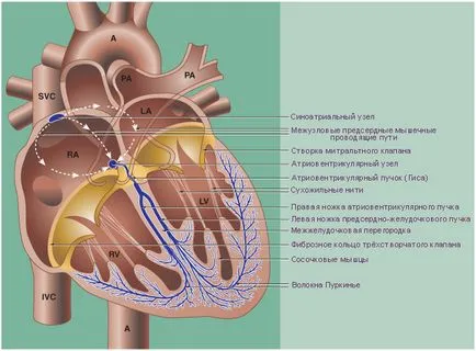 Bloc cardiac - l