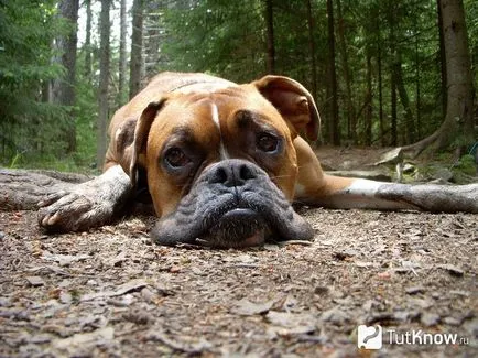 Descriere Boxer rasa de câine, pret catelus
