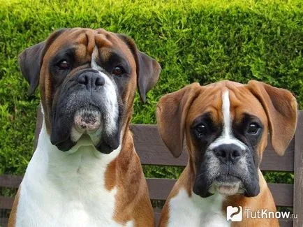 Descriere Boxer rasa de câine, pret catelus