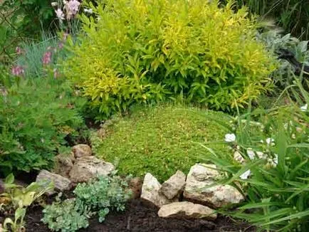 plantare Privet și de îngrijire, tipuri și grade, o fotografie (fotografii privet) plantare Privet și de îngrijire, specii și varietăți, fotografii