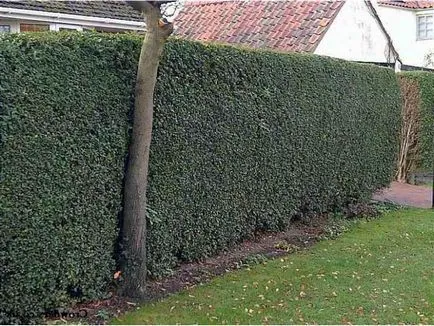 plantare și îngrijire Ligustrum vulgare