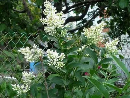 plantare Privet și de îngrijire, specii și soiuri, fotografie (îngrijire privet) plantare Privet și de îngrijire, specii și varietăți, fotografii