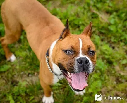 Descriere Boxer rasa de câine, pret catelus