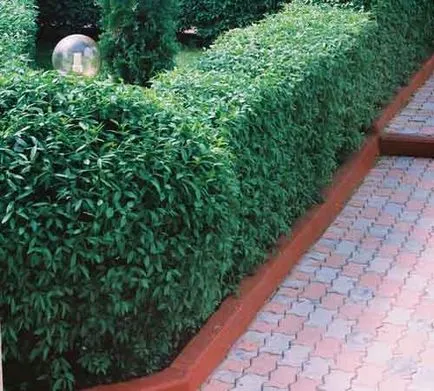 plantare Privet și de îngrijire, specii și soiuri, fotografie (privet) plantare Privet și de îngrijire, specii și varietăți, fotografii