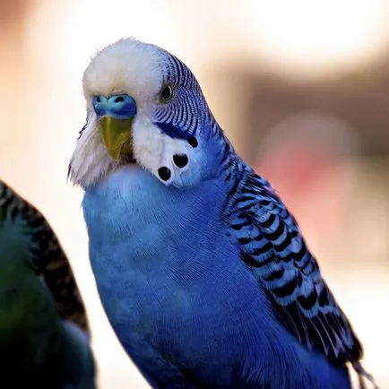 Boli cioc perus