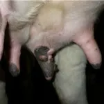 Negi pe ugerul vacilor de cauze si tratament (negii) Negi pe ugerul vacilor cauze și tratament