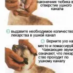 Boli ale urechilor în simptome pisici și tratament de fotografii, semne de boli ale urechii la pisici și pisici, kotizm (pisici) Boli ale urechilor în simptome pisici și tratament de fotografii, semne de boli ale urechii la pisici si pisoi, kotizm