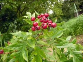 Hawthorn - vechi remediu