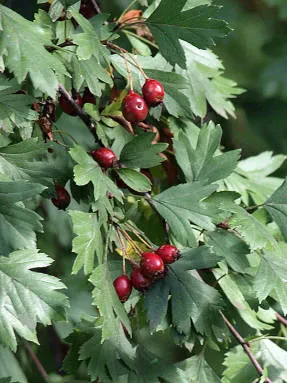 Hawthorn - vechi remediu