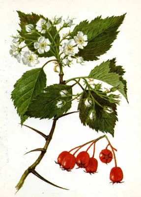 Hawthorn - vechi remediu