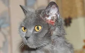 Boli ale urechilor în simptome pisici, semne, tratament, prevenire, Serviciul Veterinar Vladimir