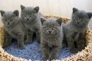 British Shorthair rasa de caractere, obiceiuri, cum să ridice un pisoi si o pisica (personaj pisica rasa britanica) Shorthair rasa de caractere britanice, obiceiuri, cum să ridice un pisoi si pisica