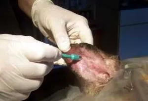 Boli ale urechilor în simptome pisici, semne, tratament, prevenire, Serviciul Veterinar Vladimir