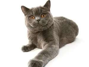 Shorthair rasa de caractere britanice, obiceiuri, cum să ridice un pisoi si o pisica (în cazul în care șoarecii de captură pisică britanic) Shorthair rasa de caractere britanice, obiceiuri, cum să ridice un pisoi si pisica