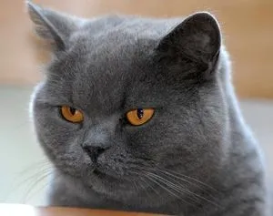 obiceiurile britanice de rasa natura Shorthair ca educa pisoi si pisica (dacă șoarecii de captură de pisici britanice) Shorthair rasa de caractere britanice, obiceiuri, cum să ridice un pisoi si pisica