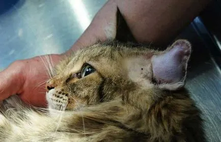 Boli ale urechilor în simptome pisici, semne, tratament, prevenire, Serviciul Veterinar Vladimir