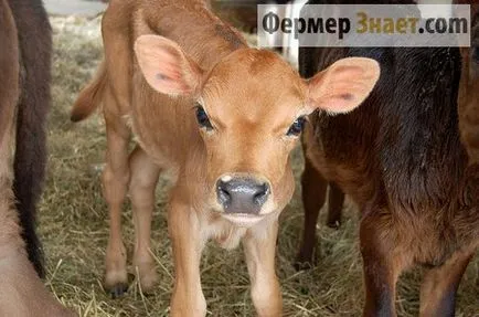 Bronhopneumonie vitei cauze, simptome, tratament