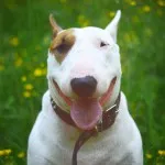 ingrijire Bull Terrier, de boală și de formare, caracterul și preț