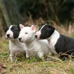 ingrijire Bull Terrier, de boală și de formare, caracterul și preț
