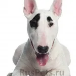 ingrijire Bull Terrier, de boală și de formare, caracterul și preț