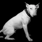 ingrijire Bull Terrier, de boală și de formare, caracterul și preț