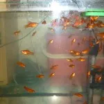 Ce pentru a hrăni guppy prăjește, acasă carasi