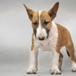 ingrijire Bull Terrier, de boală și de formare, caracterul și preț