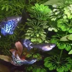 Ce pentru a hrăni guppy prăjește, acasă carasi
