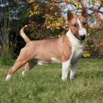 ingrijire Bull Terrier, de boală și de formare, caracterul și preț