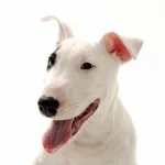 ingrijire Bull Terrier, de boală și de formare, caracterul și preț