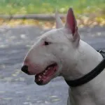 ingrijire Bull Terrier, de boală și de formare, caracterul și preț