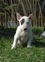 Bull Terrier Caracteristici de rasa, istorie, fotografii și recenzii ale proprietarilor