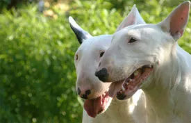 Bull Terrier Caracteristici de rasa, istorie, fotografii și recenzii ale proprietarilor
