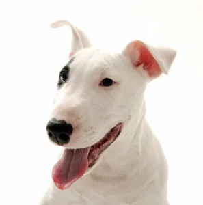 ingrijire Bull Terrier, de boală și de formare, caracterul și preț