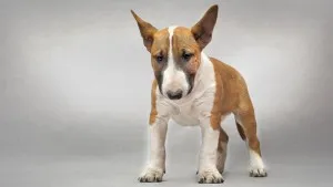 ingrijire Bull Terrier, de boală și de formare, caracterul și preț